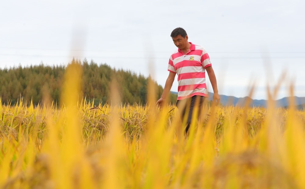 在遼寧省撫順市新賓滿族自治縣新賓鎮(zhèn)的水稻田里，農(nóng)民丁輝查看水稻成熟情況（2023年9月25日攝）。新華社記者 楊青 攝