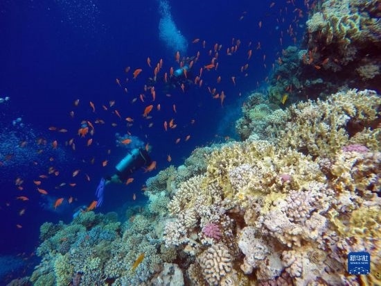  10月2日，人們在埃及西奈半島達(dá)哈布藍(lán)洞內(nèi)的珊瑚旁深潛。新華社記者 隋先凱 攝