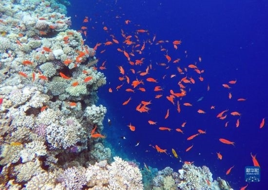  這是10月2日在埃及西奈半島達(dá)哈布藍(lán)洞內(nèi)拍攝的珊瑚和魚類。新華社記者 隋先凱 攝