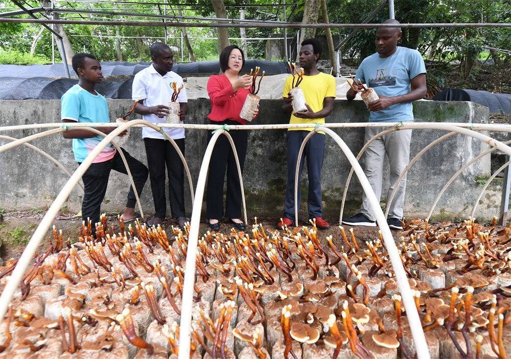 2021年8月12日，福建農(nóng)林大學國家菌草工程技術(shù)研究中心副主任林冬梅（中）為非洲留學生講解菌草鹿角靈芝的栽培情況。新華社記者 林善傳 攝