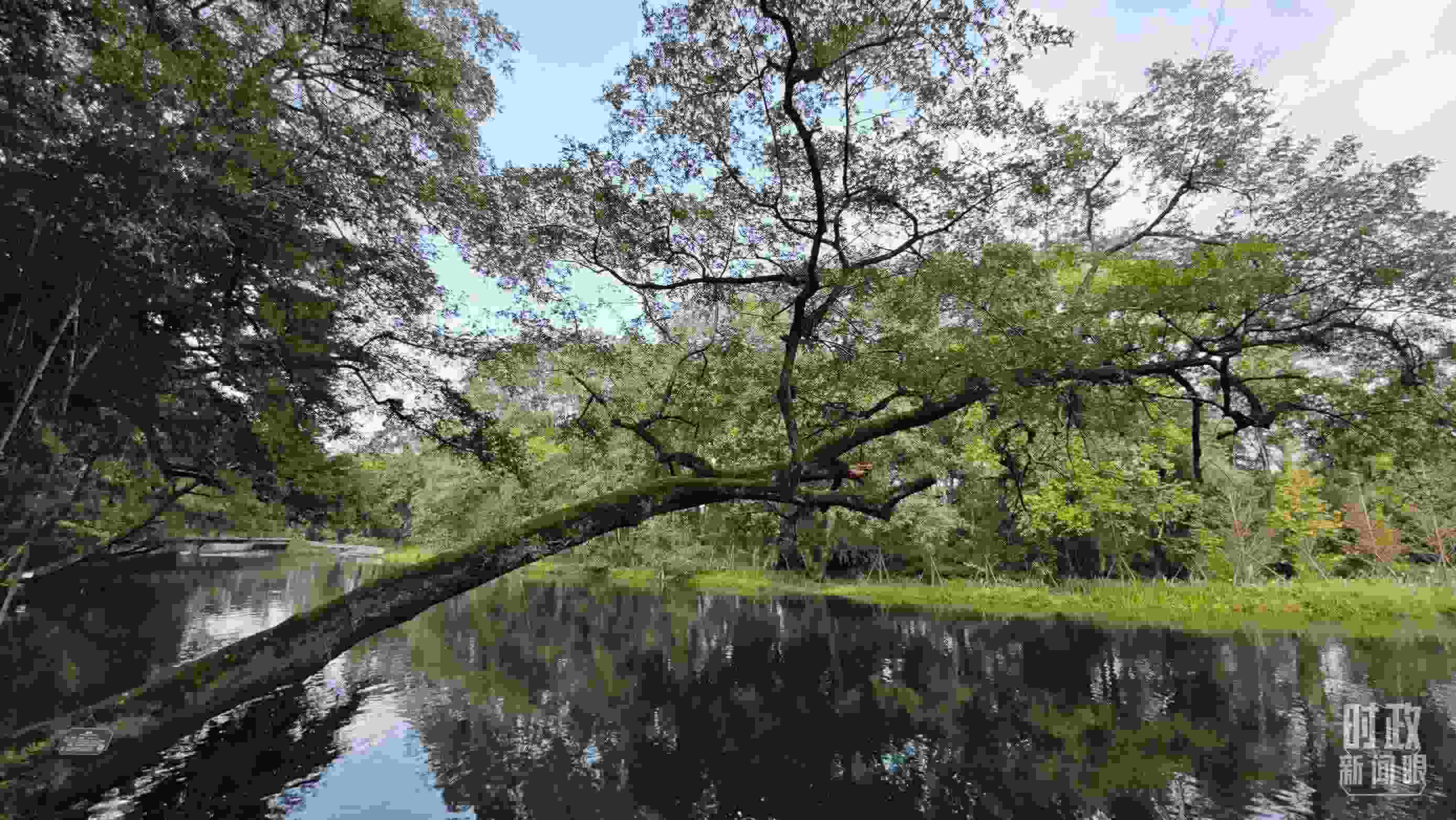 △饒河源國(guó)家濕地公園。（總臺(tái)央視記者郁振一拍攝）