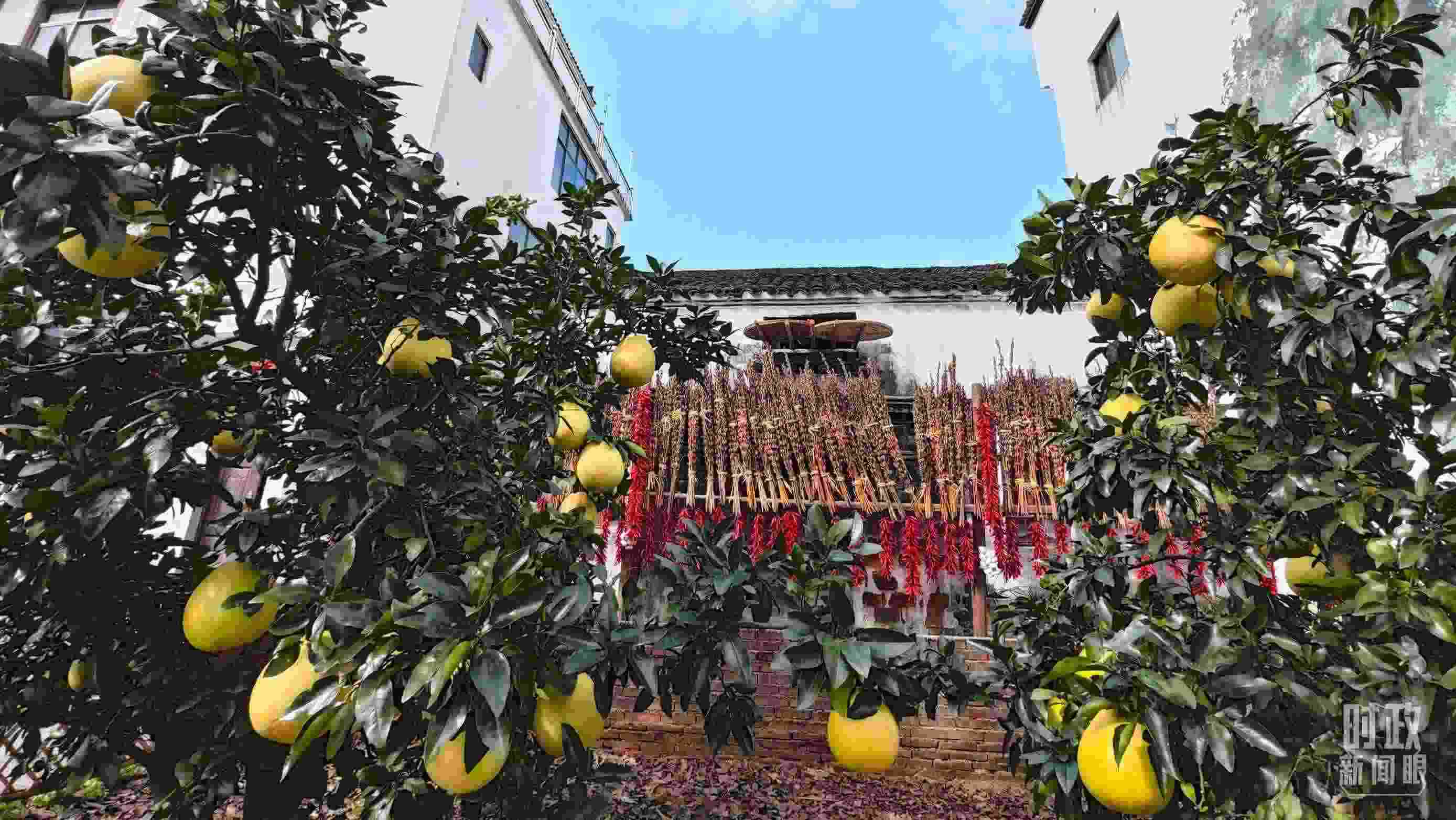 △石門村農(nóng)家小院里碩果累累。（總臺(tái)央視記者許永松拍攝）