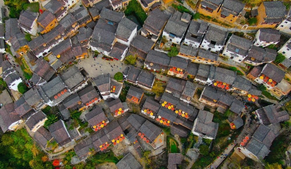 這是婺源縣江灣鎮(zhèn)篁嶺村的曬秋景象（2019年11月7日攝）。