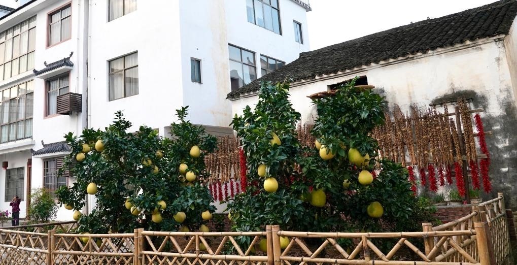 近日在江西省上饒市婺源縣秋口鎮(zhèn)王村石門自然村拍攝的馬家柚。新華社記者 胡晨歡 攝