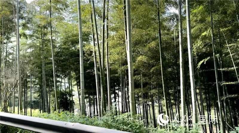 沿途中的竹林。人民網(wǎng)記者 周雨攝