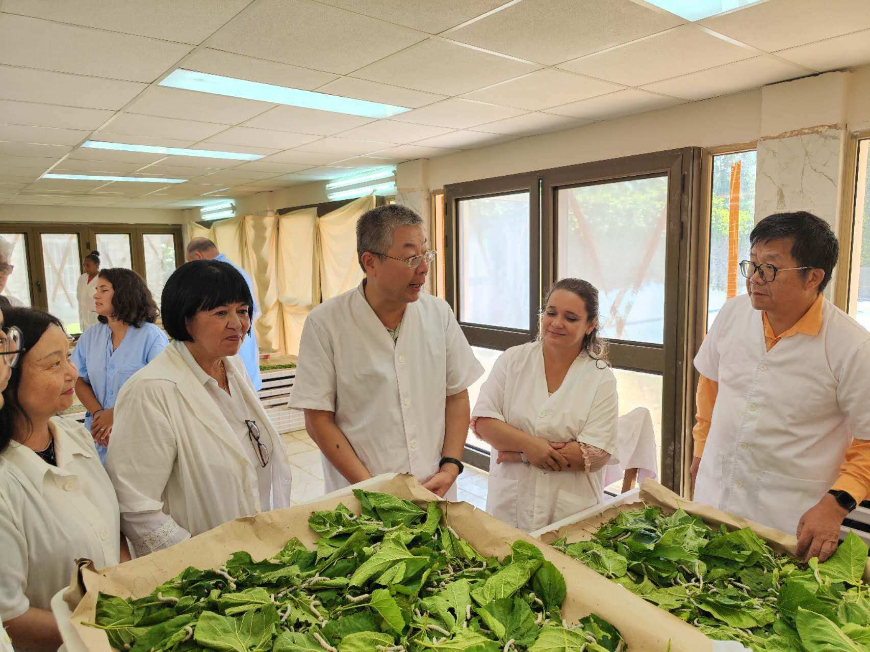 2023年5月23日，中國(guó)駐古巴大使馬輝考察古中蠶?？萍己献髦行摹?lái)源：中國(guó)駐古巴大使館官網(wǎng)