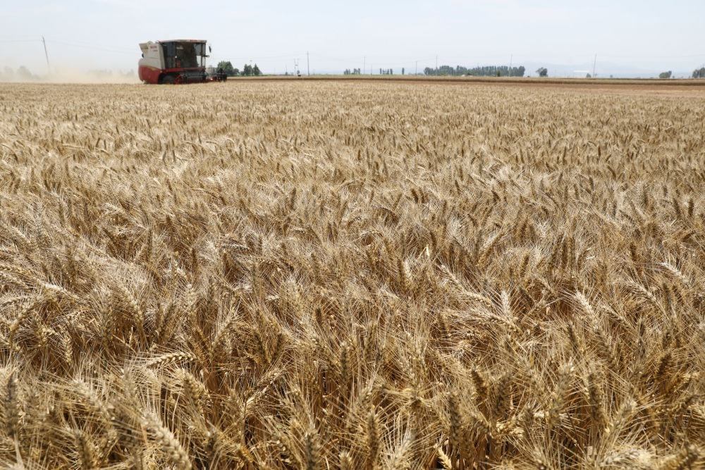  河南省焦作市溫縣黃河街道張王莊村村民駕駛收割機(jī)在田間收獲小麥（2023年6月6日攝）。新華社發(fā)（徐宏星 攝）