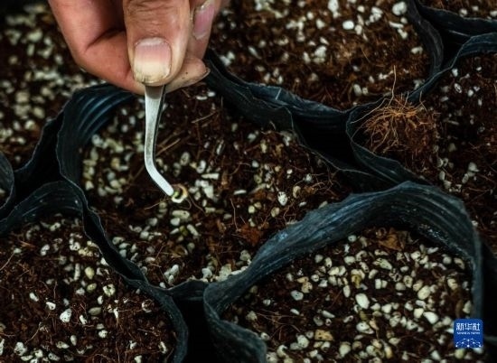 云南錦科花卉工程研究中心里已經(jīng)發(fā)芽的太空種子（4月3日攝）。