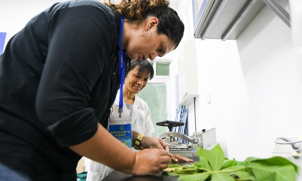 9月17日，來自哥倫比亞的研修班學員埃文·奧拉亞（左）在中國專家的指導(dǎo)下學習實操木薯組培快速繁育技術(shù)。