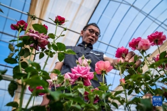 在云南省安寧市現(xiàn)代農(nóng)業(yè)園區(qū)玫瑰種植示范園，技術(shù)員田連通觀察玫瑰花（10月20日攝）。