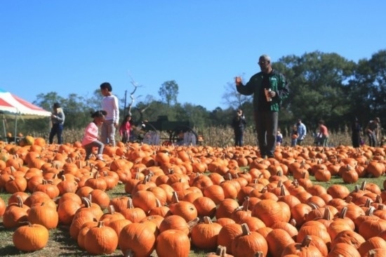  2020年10月31日，在美國新奧爾良市，人們在南瓜農(nóng)場里玩耍。新華社發(fā)（魏蘭攝）