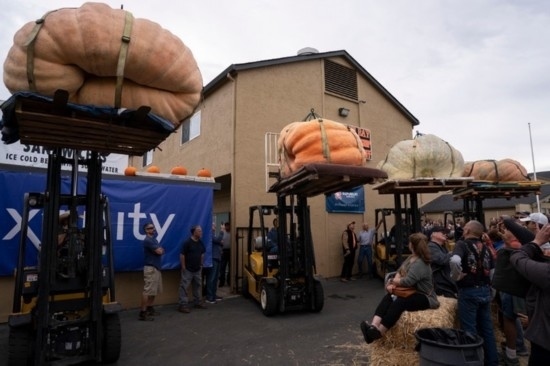  10月9日，在美國加利福尼亞州圣馬特奧縣半月灣舉行的南瓜稱重大賽現(xiàn)場，人們圍觀參賽的南瓜。新華社發(fā)（李建國攝）