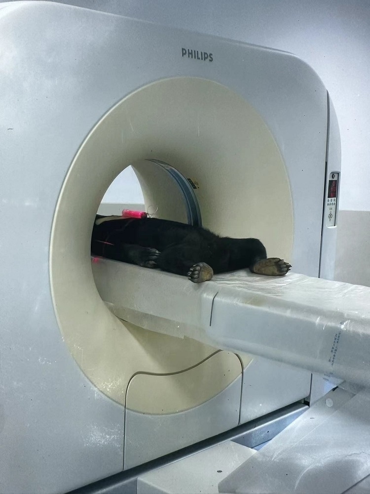 長(zhǎng)隆野生動(dòng)物世界的動(dòng)物醫(yī)院內(nèi)，馬來熊在做核磁共振檢查。人民網(wǎng)記者 李舫攝