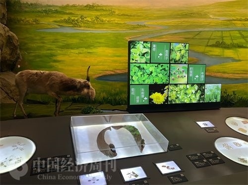  （中醫(yī)藥博物館展出的各類中藥材令人應接不暇。中國經(jīng)濟周刊記者 郭志強 攝）