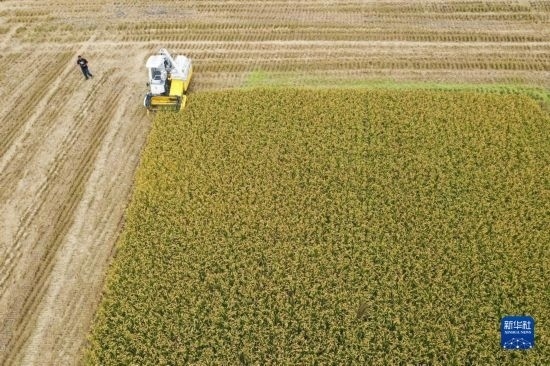 11月4日，在南通市通州區(qū)十總鎮(zhèn)育民村農(nóng)場，一臺設(shè)置好參數(shù)的無人收割機在工作中（無人機照片）。