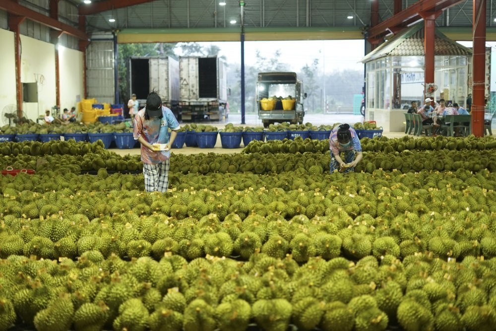 2023年9月15日，在越南多樂省一家榴蓮加工廠，工人在給即將出口到中國的榴蓮包裝貼牌。隨著《區(qū)域全面經(jīng)濟伙伴關(guān)系協(xié)定》紅利釋放，中國—東盟貿(mào)易規(guī)模進一步擴大。越來越多東盟國家的優(yōu)質(zhì)水果便捷地進入中國市場，走上消費者的餐桌。