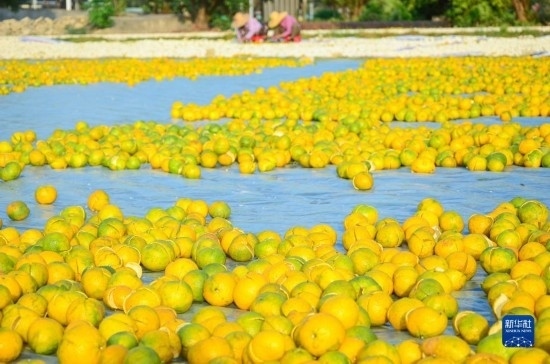 11月25日在廣東省江門(mén)市新會(huì)區(qū)拍攝的在空地上晾曬的新會(huì)柑皮。