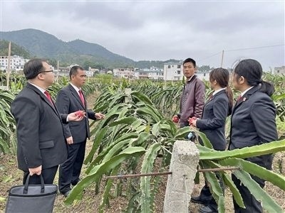  圖④：岑溪法院糯垌法庭法官深入轄區(qū)火龍果基地調(diào)研。
