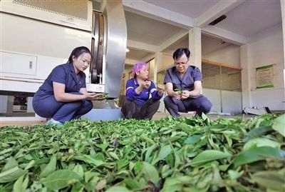  圖③：蒼梧法院六堡法庭法官深入茶企了解企業(yè)生產(chǎn)經(jīng)營(yíng)情況。