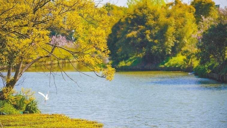  碧波蕩漾 浙江嘉興市海鹽縣望海街道永福社區(qū)荷花池，一汪碧水波光粼粼，風(fēng)光旖旎。當(dāng)?shù)厥冀K堅(jiān)持綠色發(fā)展，促進(jìn)人與自然和諧共生。 肖弗勒模具（嘉興）有限公司德國籍經(jīng)理 湯姆·魯特納攝 “當(dāng)?shù)卮迕窀嬖V我，如今環(huán)境變好了，茶余飯后，大家都會到河邊散散步，欣賞美景，和鄰居聊聊天。我想，好生態(tài)是大自然的饋贈，更是長三角地區(qū)大力治理生態(tài)環(huán)境的結(jié)果。希望美麗中國的綠色發(fā)展之路越走越好?！? /></p> <p style=