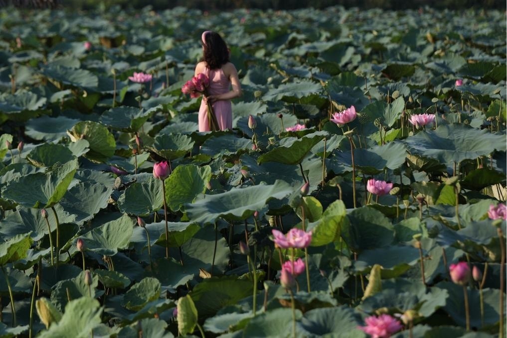 這是2020年7月15日，一名女子在越南首都河內(nèi)西湖畔的荷花叢中留影。