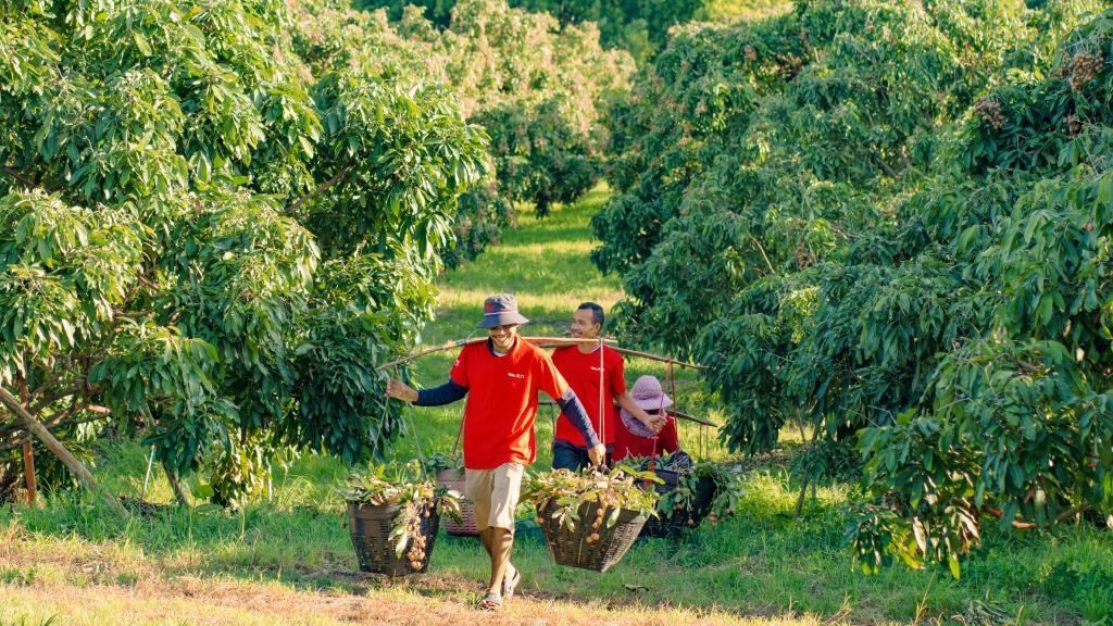 2023年10月，泰國尖竹汶府的龍眼種植園內(nèi)，采果工人正在運(yùn)輸新采摘的龍眼。（黎銀成攝 新華社發(fā)）