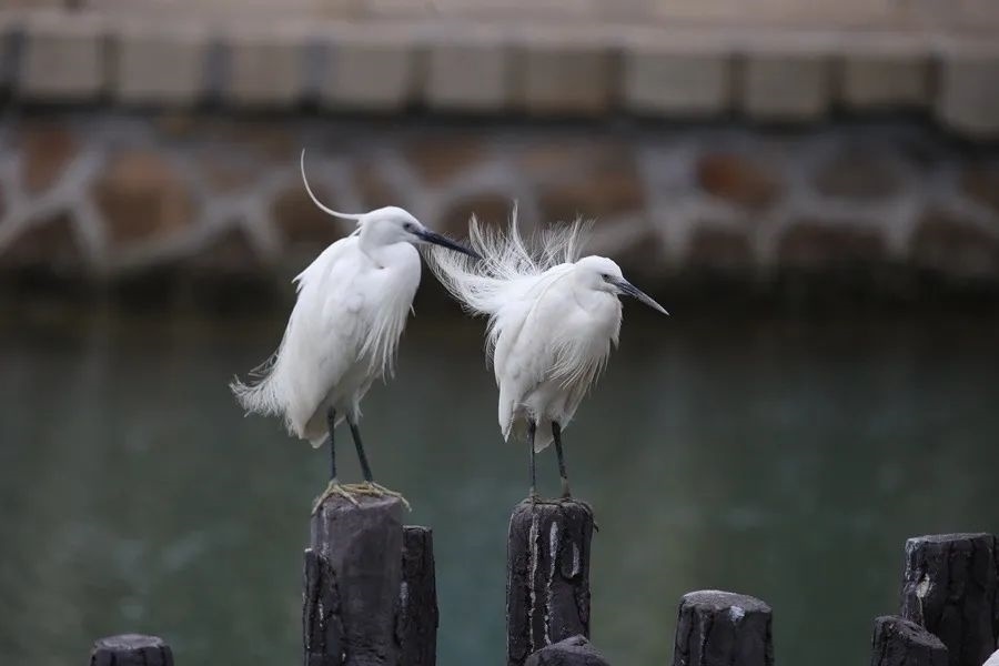 筼筜湖白鷺。人民網(wǎng)記者 陳博 攝