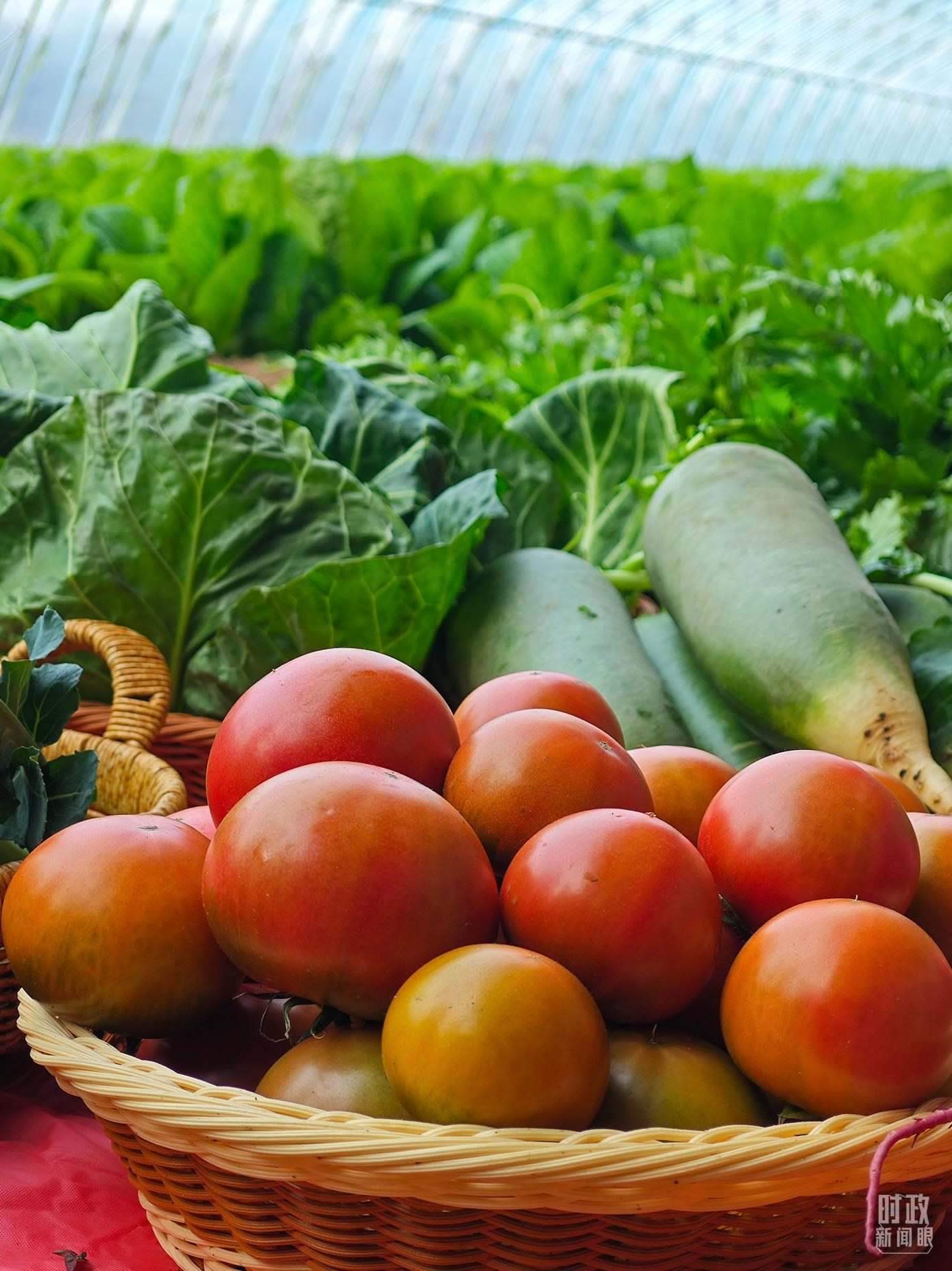 △第六埠村蔬菜大棚，蔬菜收獲頗豐。（總臺央視記者彭漢明拍攝）