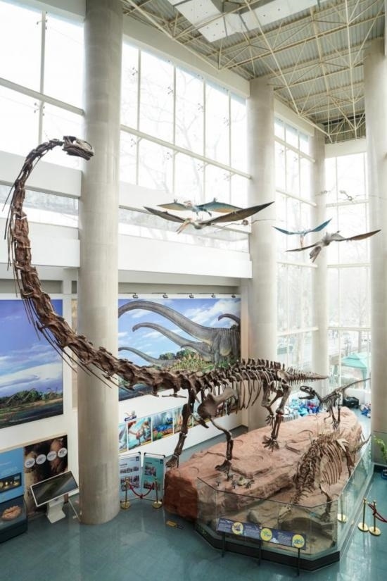 南京古生物博物館展出的馬門溪龍模型。新華社記者李博 攝