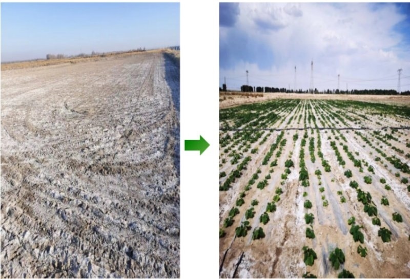 鹽堿地成良田。黃花農(nóng)場(chǎng)供圖