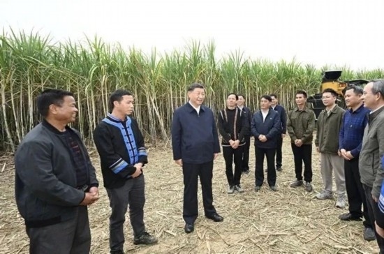 2023年12月14日，習(xí)近平總書記在廣西來賓市國家現(xiàn)代農(nóng)業(yè)產(chǎn)業(yè)園黃安優(yōu)質(zhì)“雙高”糖料蔗基地考察。