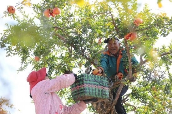 紅彤彤的石榴掛滿枝頭，農(nóng)戶們穿梭在林中采摘，享受著豐收的喜悅。