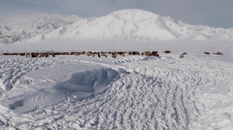 蒙古國近日發(fā)生雪災(zāi)。圖片來源：蒙政府網(wǎng)站