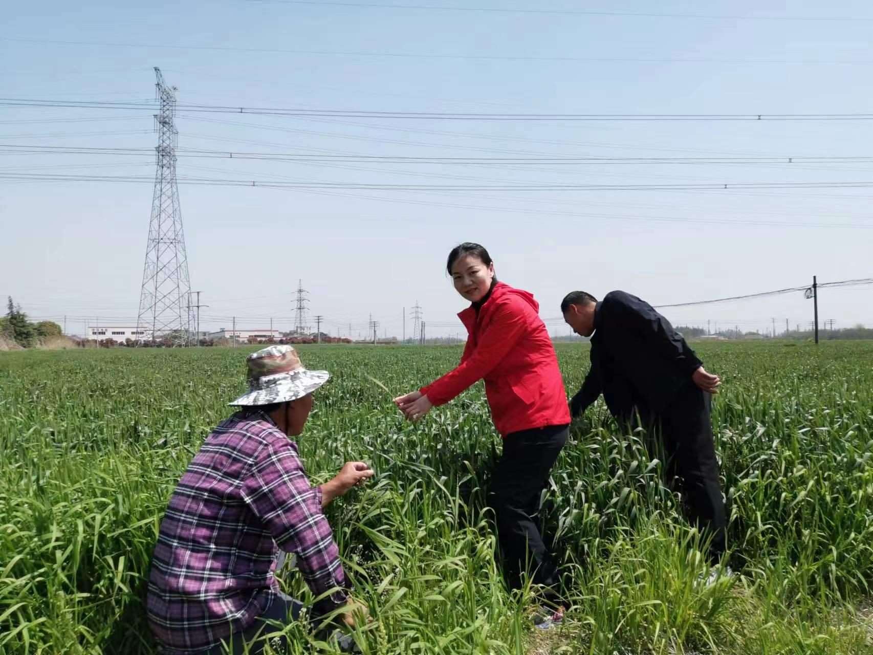 魏巧在田間察看農(nóng)作物長勢。