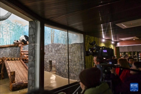 3月8日，人們在俄羅斯莫斯科動物園觀看大熊貓“喀秋莎”（左）和媽媽“丁丁”。新華社記者 曹陽 攝