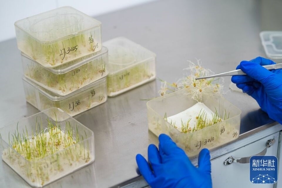 新華全媒+|“大糧倉”黑龍江春耕備耕火熱進(jìn)行