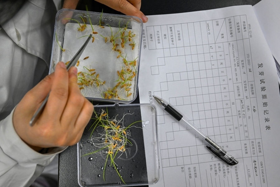 2022年3月23日，在湖南省農(nóng)作物種質(zhì)資源庫(kù)實(shí)驗(yàn)室，檢測(cè)員對(duì)保存的水稻種子進(jìn)行發(fā)芽試驗(yàn)檢測(cè)。