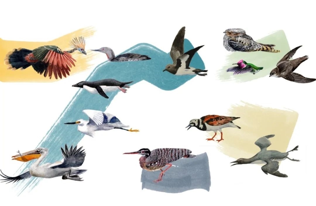 元素鳥類。浙江大學(xué)供圖