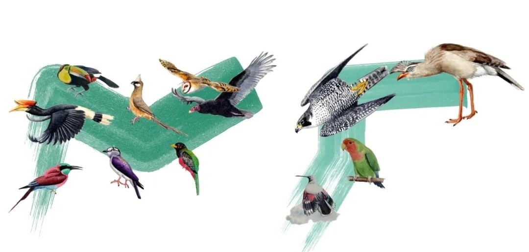 陸鳥類。浙江大學(xué)供圖