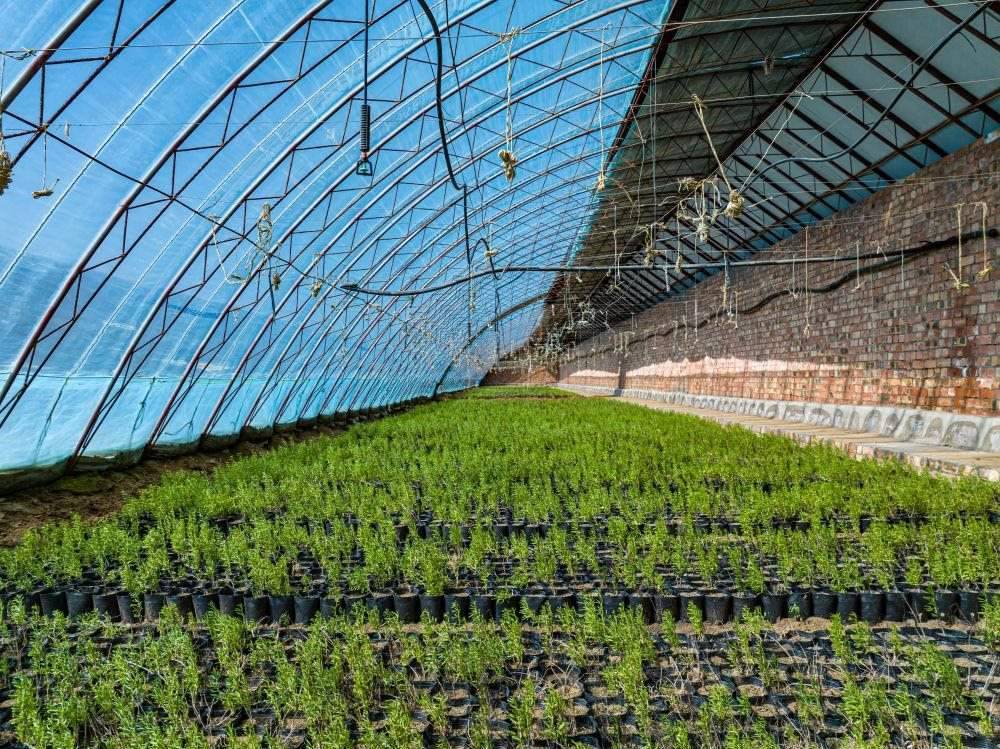 △內(nèi)蒙古一苗圃正在育苗。今年內(nèi)蒙古將投資2200萬元保障“三北”工程種苗供應(yīng)，助力打好“三北”工程攻堅(jiān)戰(zhàn)。