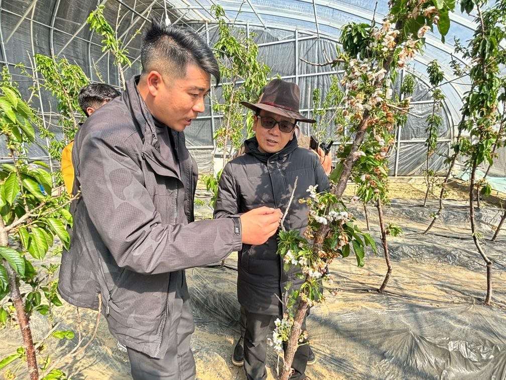山東援藏小組及技術(shù)人員在大棚查看果蔬長勢。（受訪者供圖）