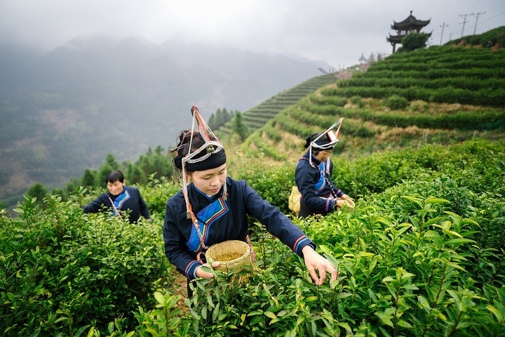 惠明茶采摘。供圖 共享聯(lián)盟·景寧