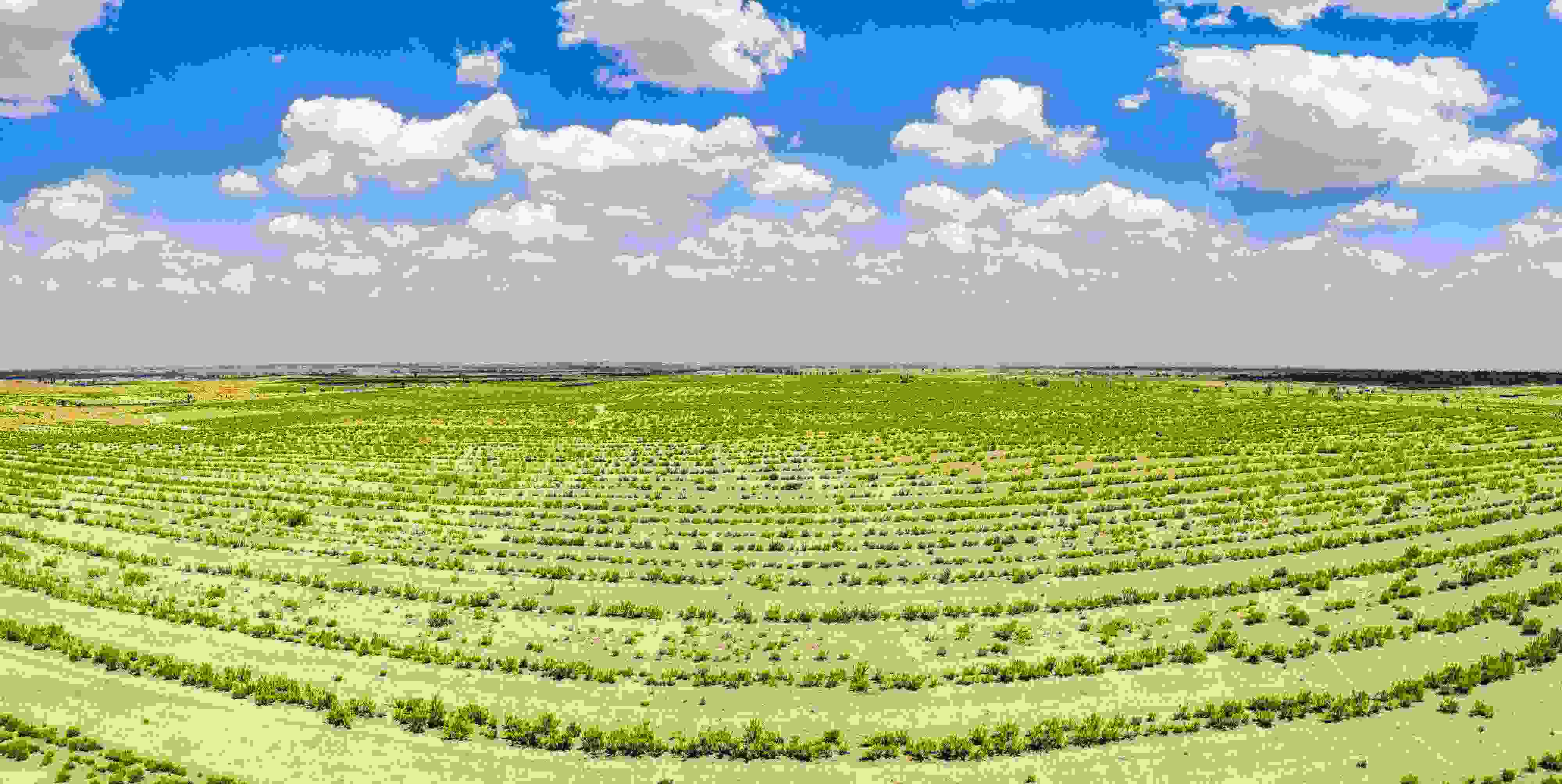 2023年6月7日，內(nèi)蒙古鄂爾多斯，毛烏素沙漠。