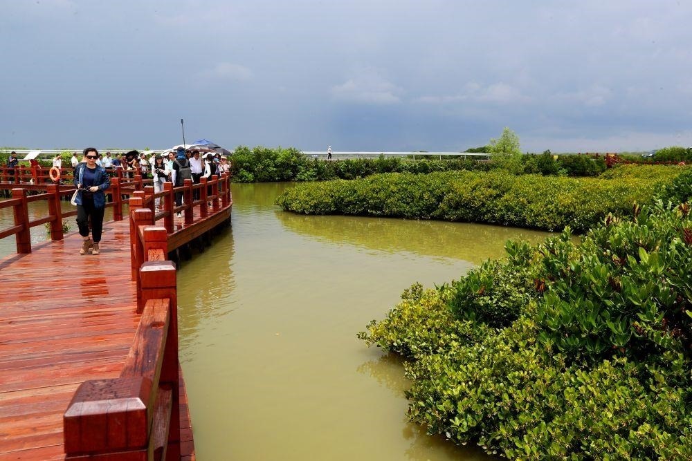 △2023年6月13日，人們在廣東湛江市麻章區(qū)金牛島觀賞紅樹林。