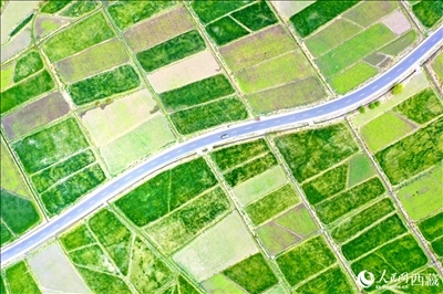 無人機視角下的西藏山南市瓊結(jié)農(nóng)田。人民網(wǎng)記者 次仁羅布攝