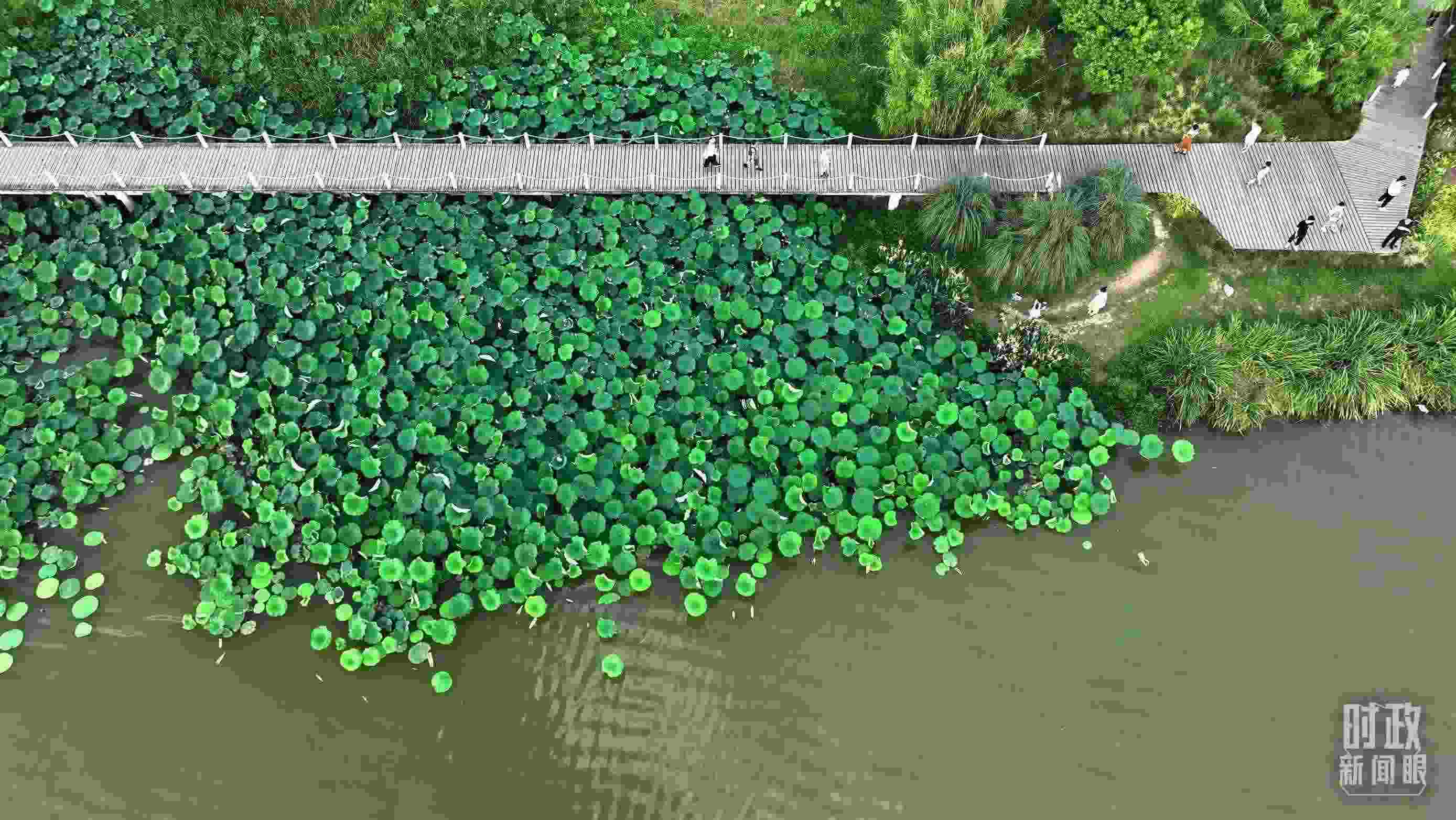 △陜西漢中天漢濕地公園內，游人穿行，荷影婆娑。（總臺記者劉海濤拍攝）