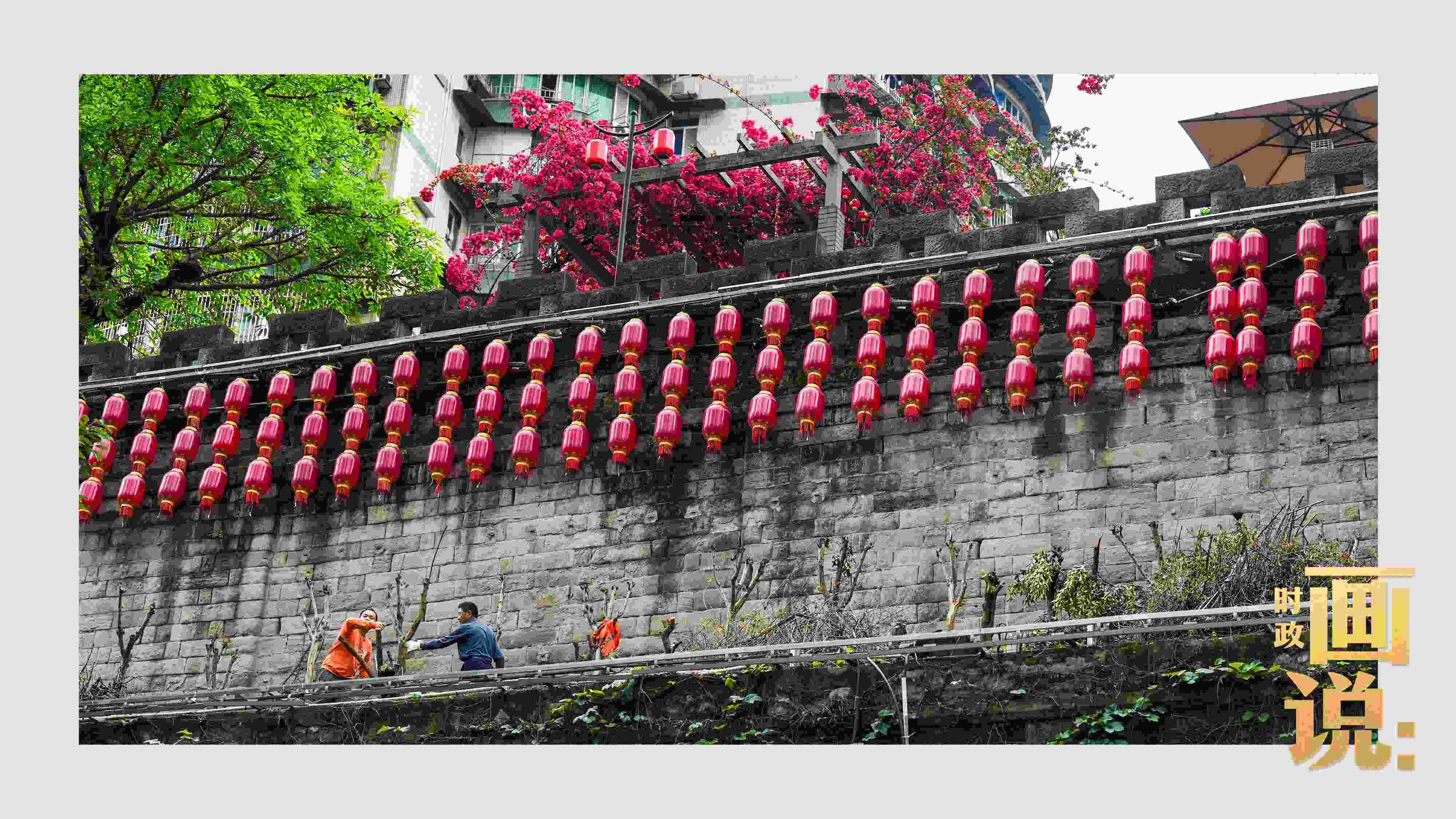 △盛放的三角梅下，園林工人修剪著古老通遠(yuǎn)門城墻上的一抹新綠。