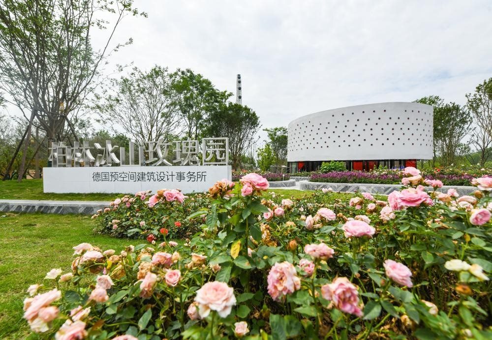 這是2024年4月22日拍攝的成都世園會主會場德國柏林冰山玫瑰園。新華社記者 王曦 攝