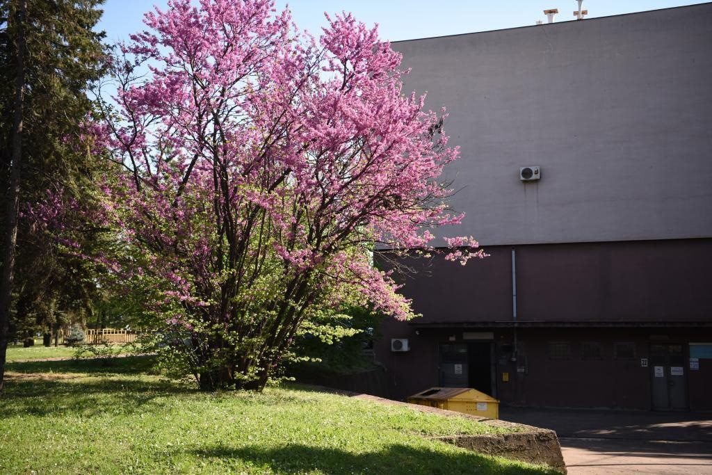 斯梅戴雷沃鋼廠里盛開的南歐紫荊花。