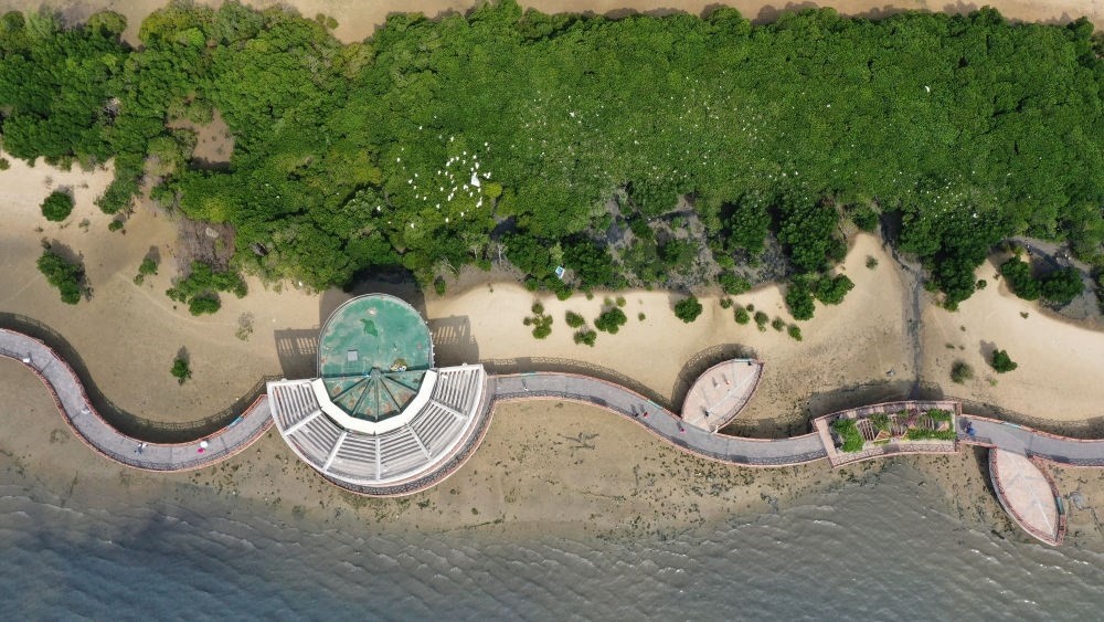 俯瞰廣東湛江市區(qū)海邊的紅樹林（2023年5月25日攝，無人機(jī)照片）。